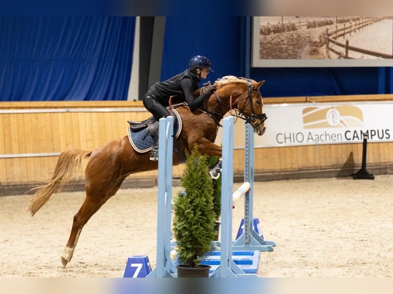 Pony tedesco Giumenta 9 Anni 147 cm Sauro in Eschweiler