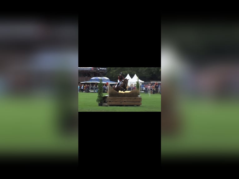 Pony tedesco Giumenta 9 Anni 148 cm Baio in Kiel