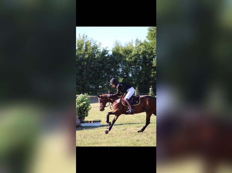 Pony tedesco Giumenta 9 Anni 148 cm Baio in Kiel