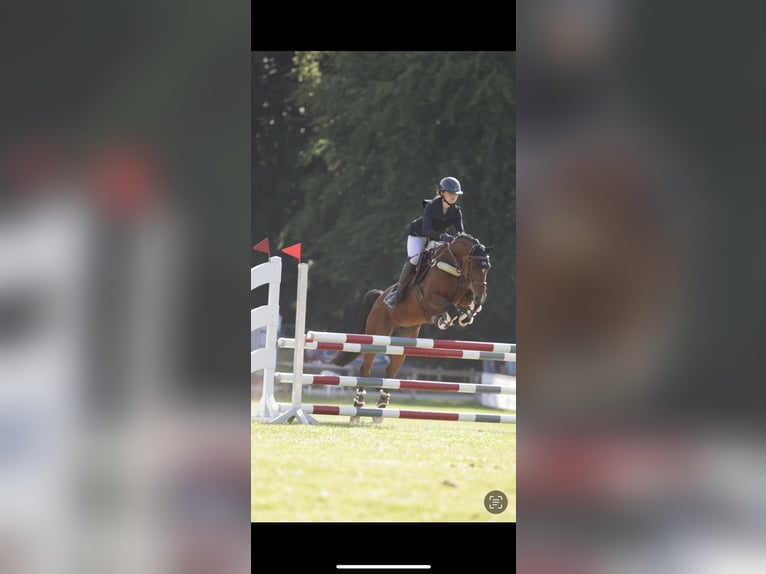 Pony tedesco Giumenta 9 Anni 148 cm Baio in Kiel