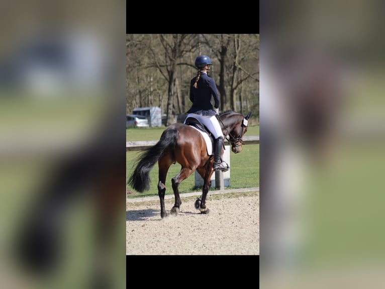 Pony tedesco Giumenta 9 Anni 148 cm Baio in Kiel