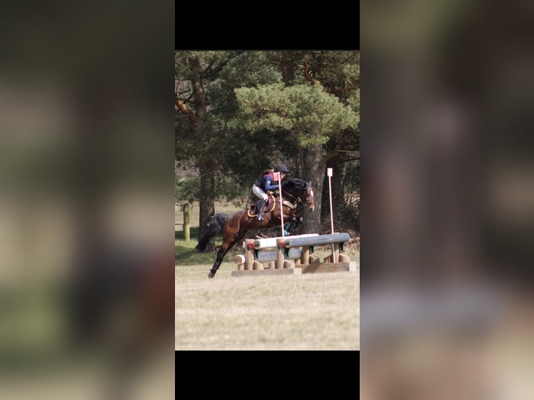 Pony tedesco Giumenta 9 Anni 148 cm Baio in Kiel
