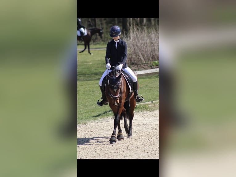 Pony tedesco Giumenta 9 Anni 148 cm Baio in Kiel