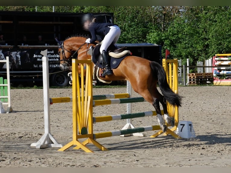 Pony tedesco Giumenta 9 Anni 148 cm Baio in Uetze