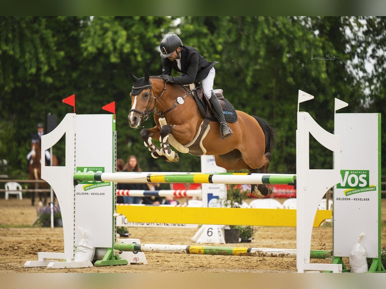 Pony tedesco Giumenta 9 Anni 148 cm Baio in Willich