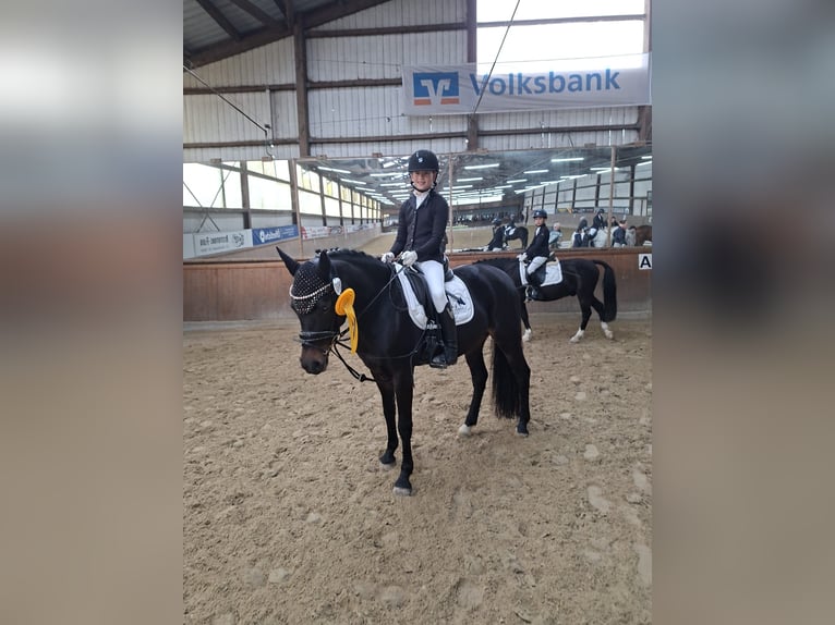 Pony tedesco Giumenta 9 Anni 148 cm Baio nero in Wolfsburg