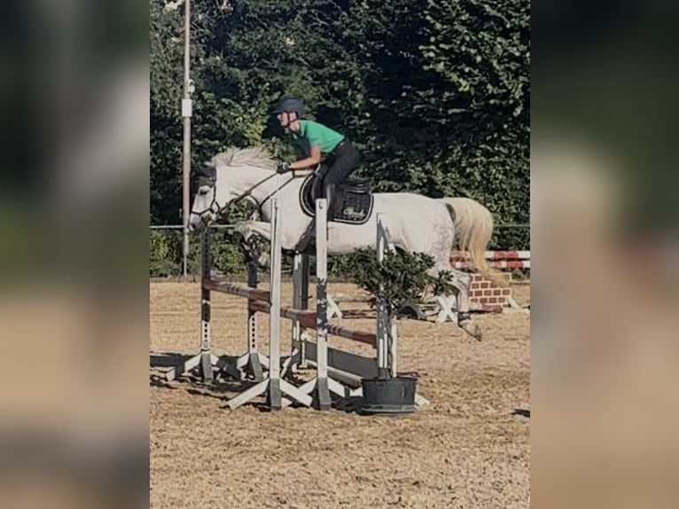 Pony tedesco Giumenta 9 Anni 148 cm Grigio in Kaufbeuren
