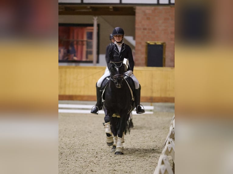 Pony tedesco Giumenta 9 Anni 148 cm Morello in Schenefeld