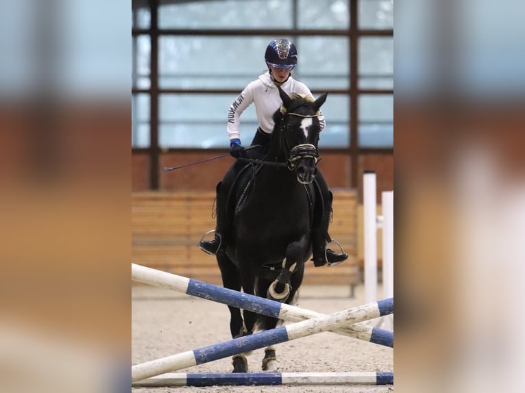 Pony tedesco Giumenta 9 Anni 148 cm Morello in Schenefeld