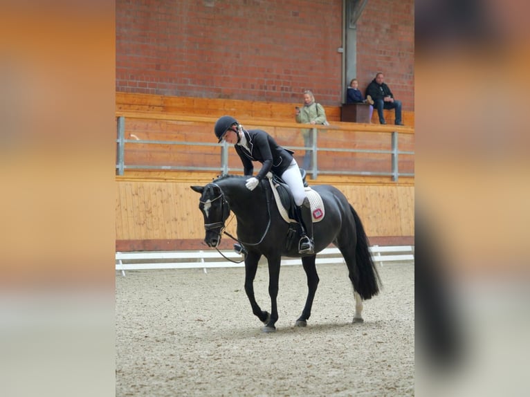 Pony tedesco Giumenta 9 Anni 148 cm Morello in Schenefeld