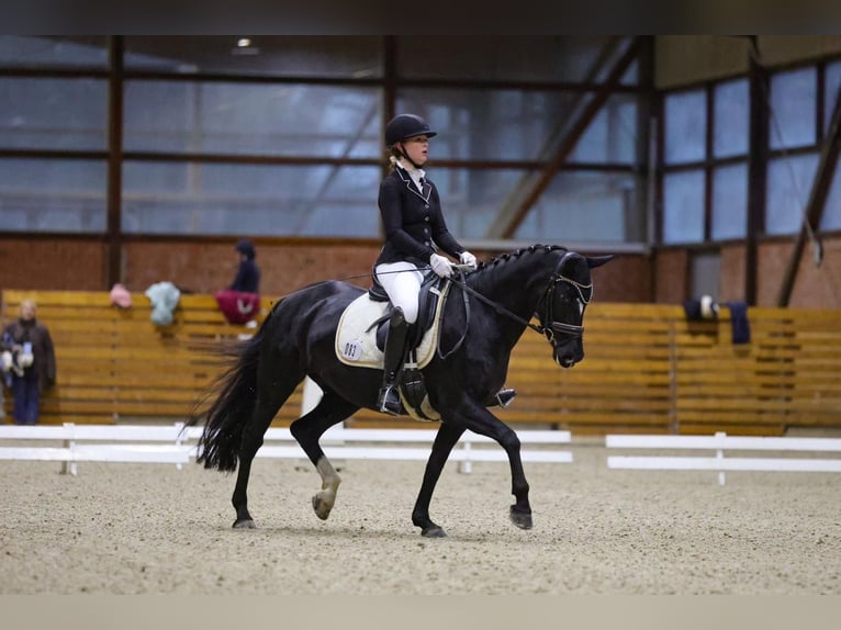 Pony tedesco Giumenta 9 Anni 148 cm Morello in Schenefeld