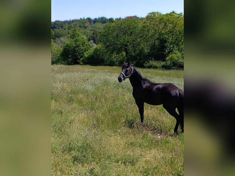 Pony tedesco Giumenta 9 Anni 148 cm Morello in Petersdorf II