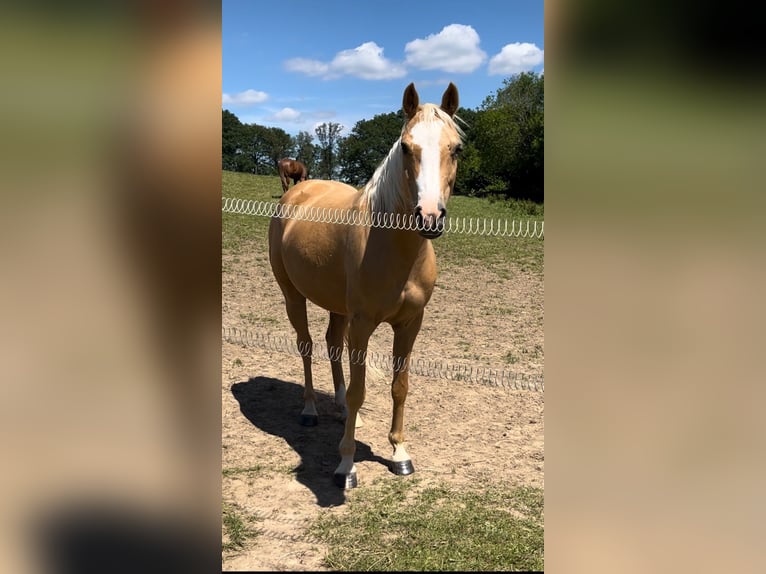 Pony tedesco Giumenta 9 Anni 148 cm Palomino in Burscheid