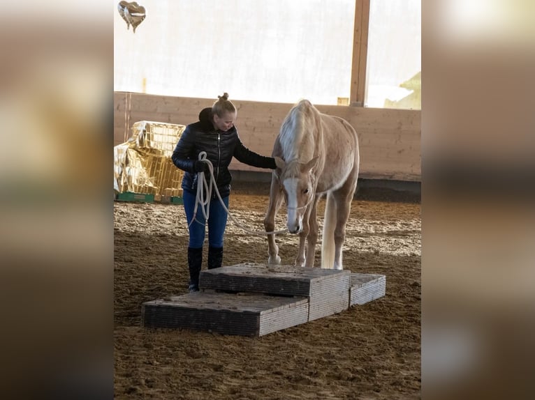 Pony tedesco Giumenta 9 Anni 148 cm Palomino in Burscheid