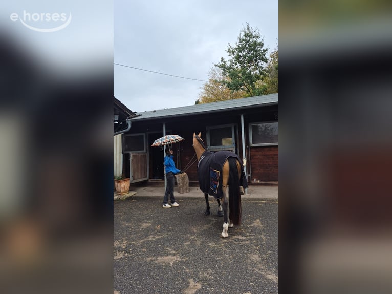 Pony tedesco Giumenta 9 Anni 148 cm Pelle di daino in Bad Liebenzell