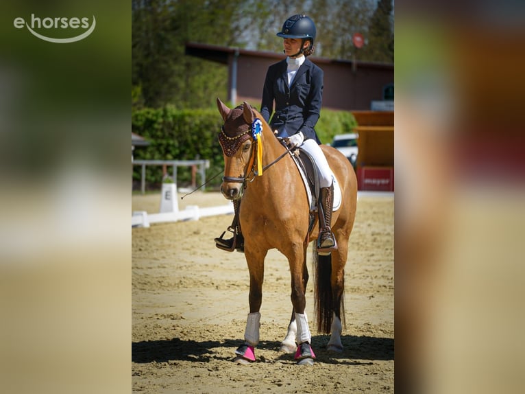 Pony tedesco Giumenta 9 Anni 148 cm Pelle di daino in Bad Liebenzell