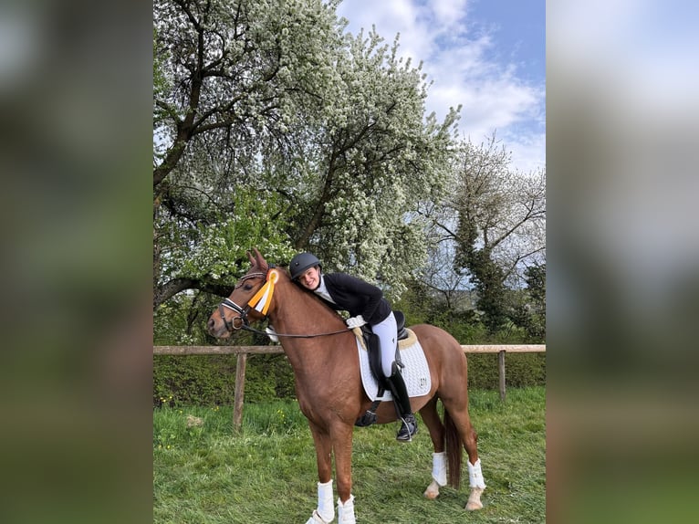 Pony tedesco Giumenta 9 Anni 148 cm Sauro scuro in Bad Boll
