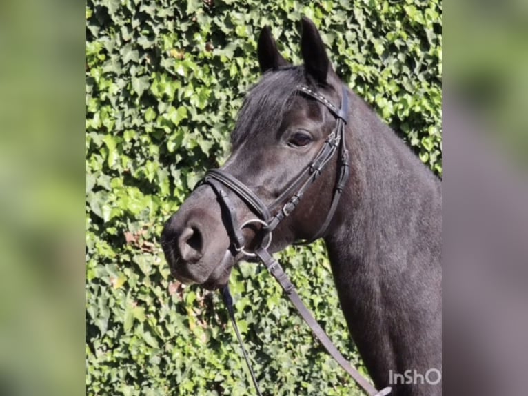 Pony tedesco Giumenta 9 Anni 149 cm Morello in Dülmen