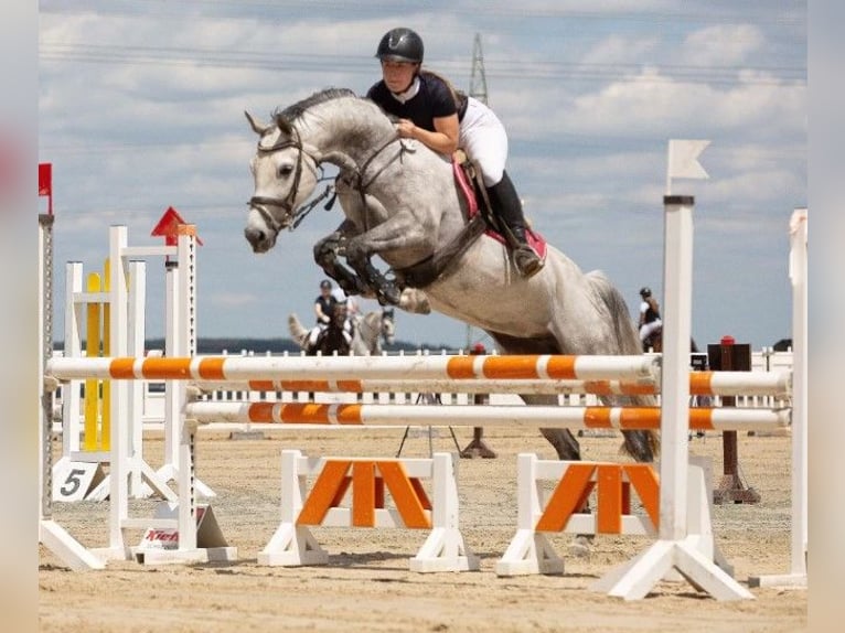 Pony tedesco Giumenta 9 Anni 151 cm Grigio in Vohenstrauß