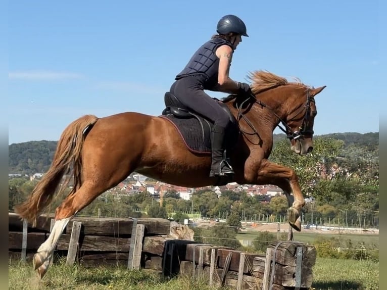 Pony tedesco Mix Giumenta 9 Anni 152 cm Sauro in Gelnhausen