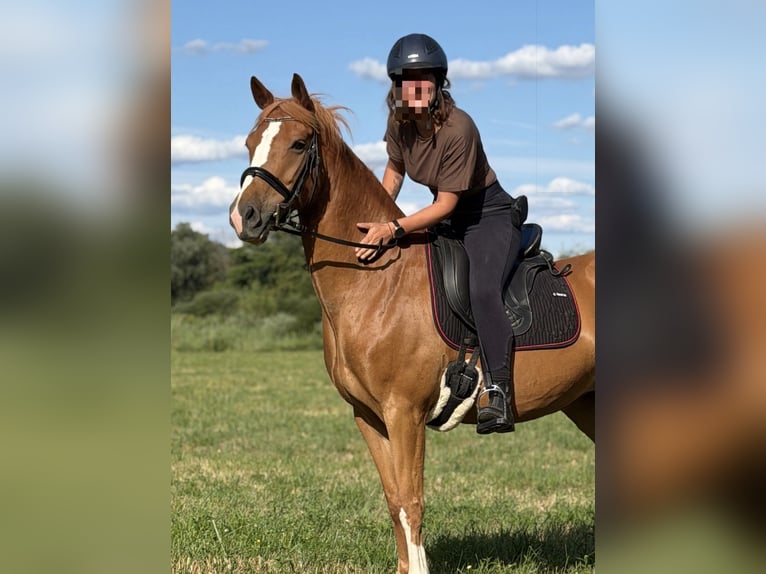 Pony tedesco Mix Giumenta 9 Anni 152 cm Sauro in Gelnhausen
