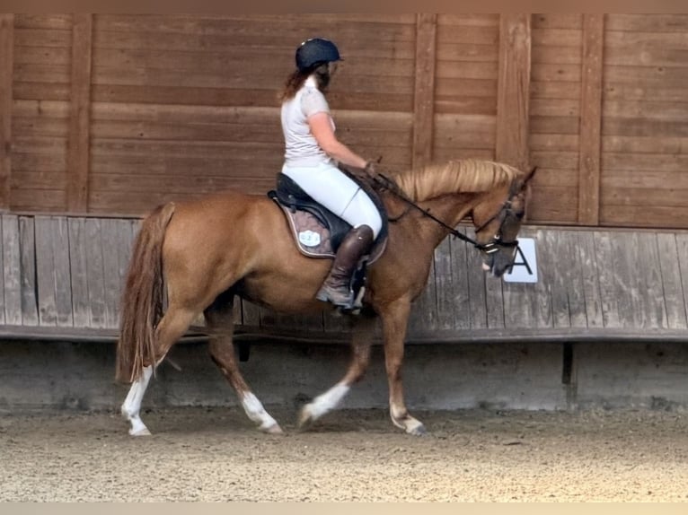 Pony tedesco Mix Giumenta 9 Anni 152 cm Sauro in Gelnhausen