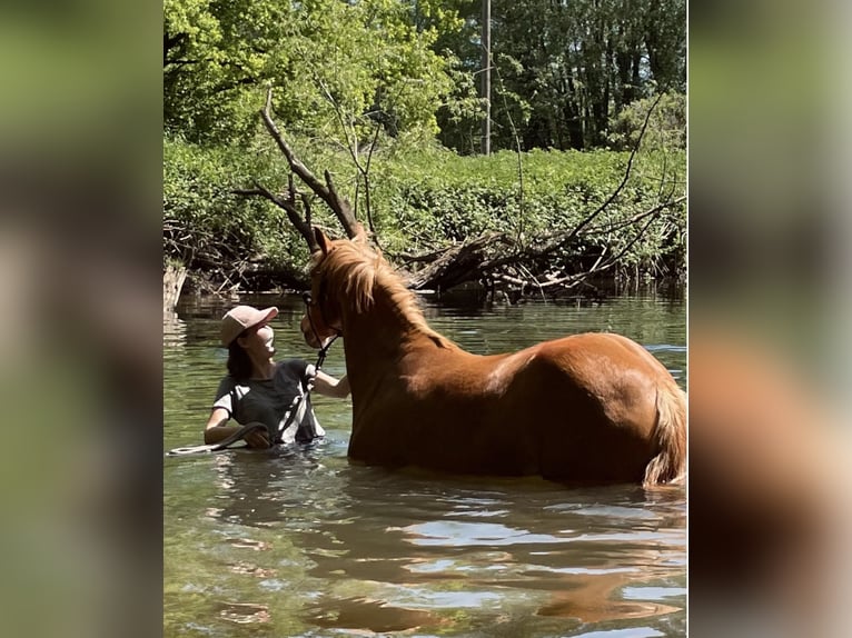 Pony tedesco Mix Giumenta 9 Anni 152 cm Sauro in Gelnhausen