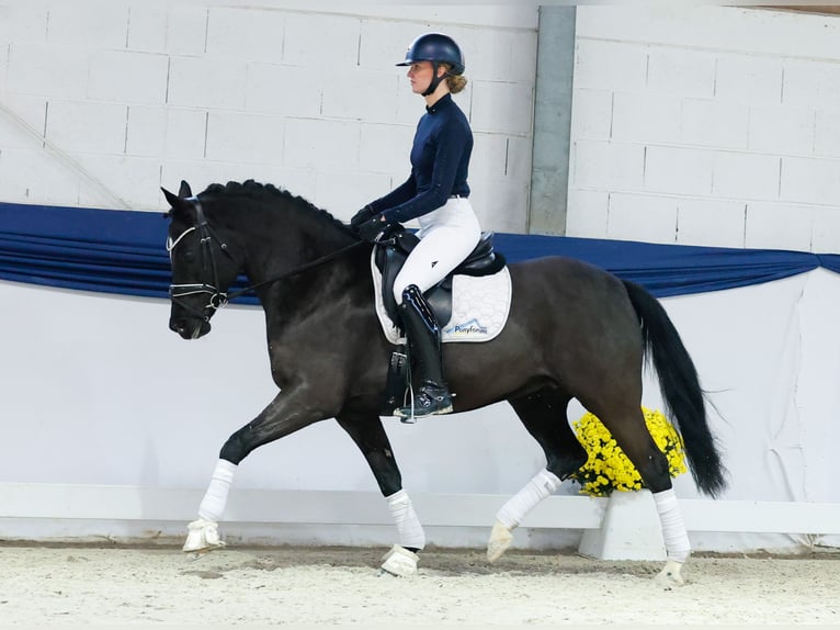 Pony tedesco Giumenta 9 Anni 153 cm Morello in Marsberg