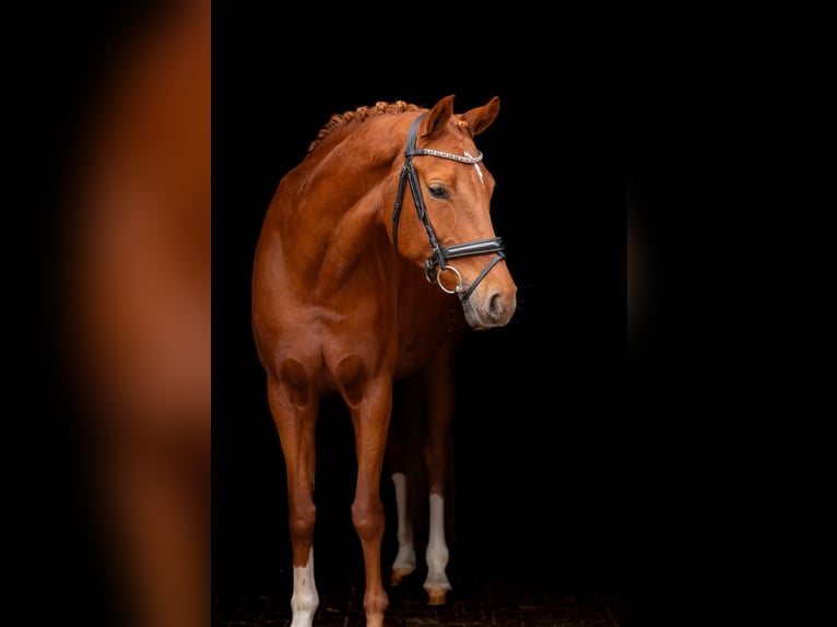 Pony tedesco Giumenta 9 Anni 155 cm Sauro in Harsewinkel