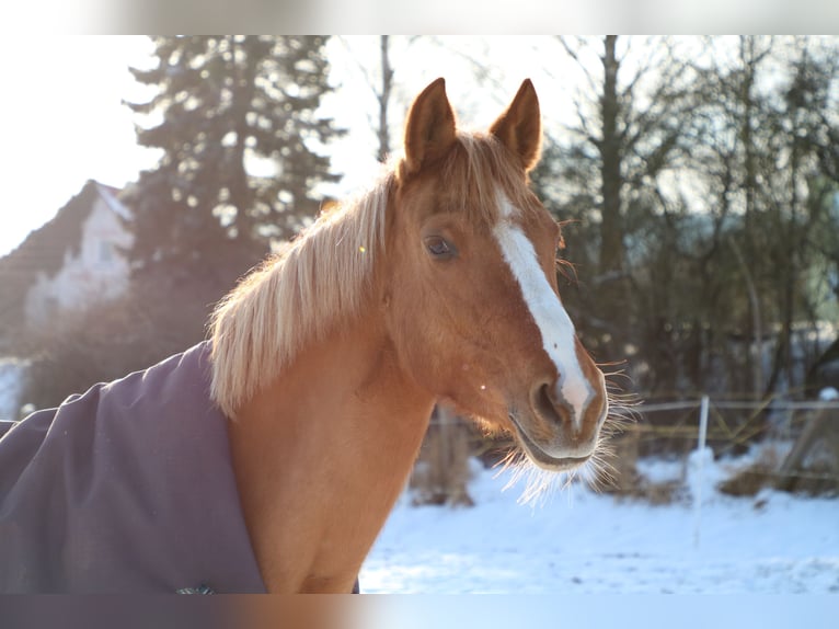 Pony tedesco Giumenta 9 Anni 156 cm Falbo in Schleusingen