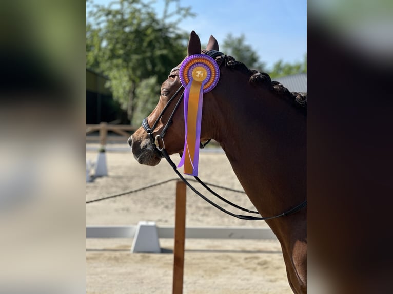 Pony tedesco Giumenta 9 Anni 156 cm Sauro scuro in Winsen (Luhe)