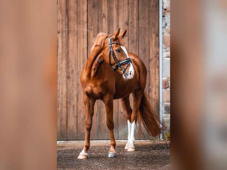 Pony tedesco Giumenta 9 Anni 157 cm Sauro in Hattingen