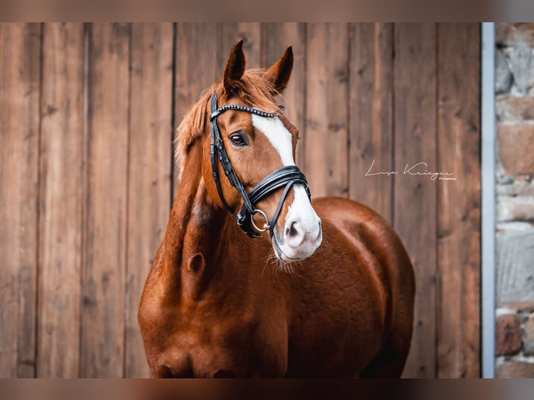 Pony tedesco Giumenta 9 Anni 157 cm Sauro in Hattingen