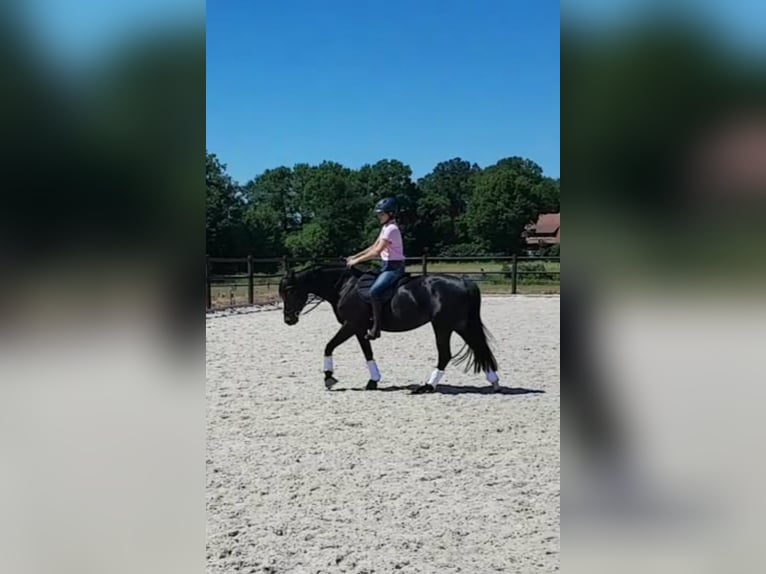 Pony tedesco Giumenta 9 Anni 160 cm Morello in Telgte