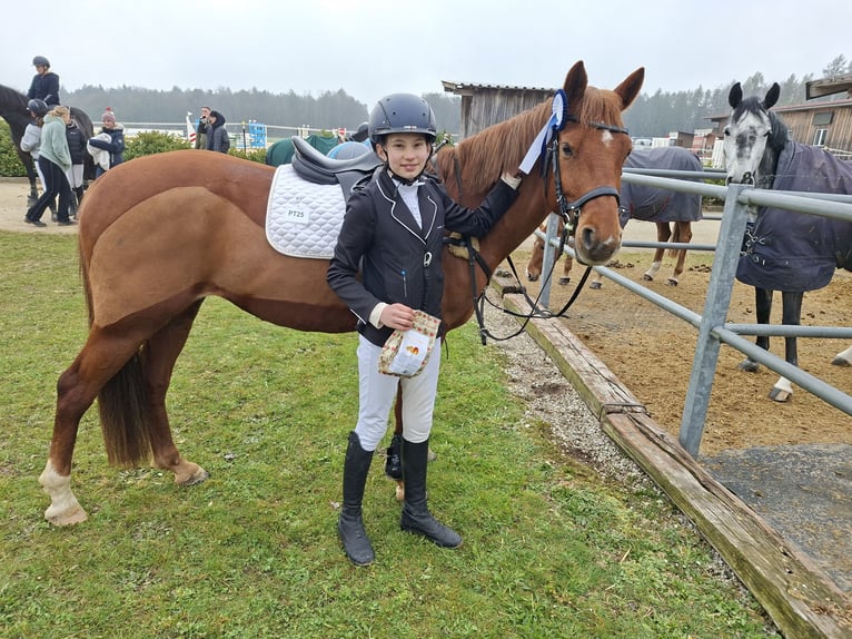 Pony tedesco Giumenta 9 Anni Sauro in Weilbuch
