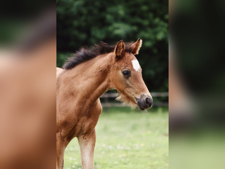 Pony tedesco Giumenta Puledri (05/2025) 144 cm Baio in Kassel