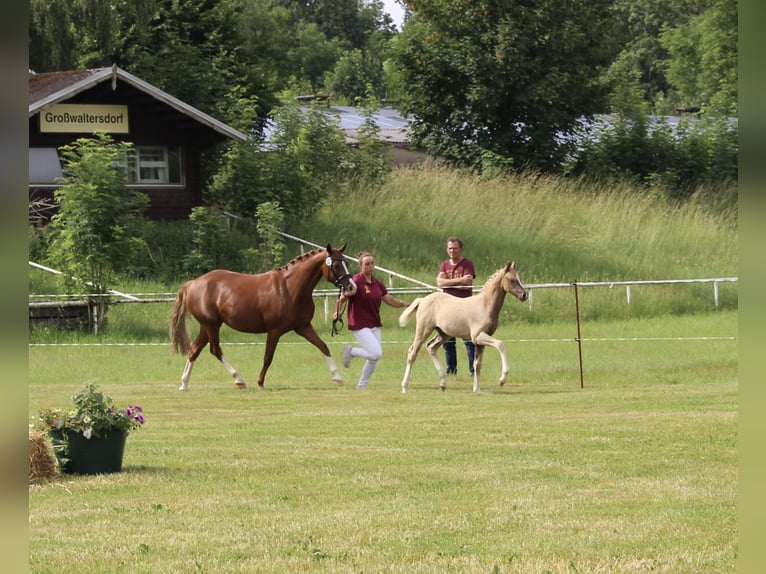 Pony tedesco Giumenta Puledri (04/2026) 145 cm Palomino in Leubsdorf