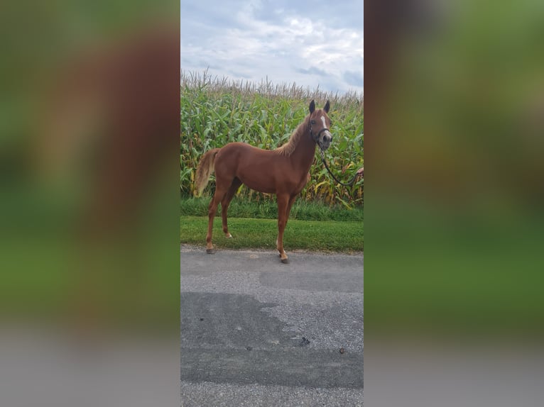 Pony tedesco Giumenta  145 cm Sauro in Bad Laer