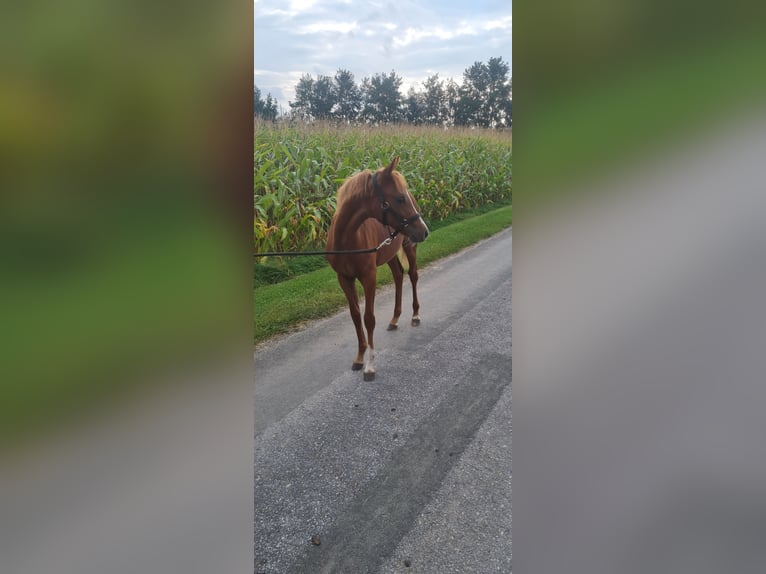 Pony tedesco Giumenta  145 cm Sauro in Bad Laer