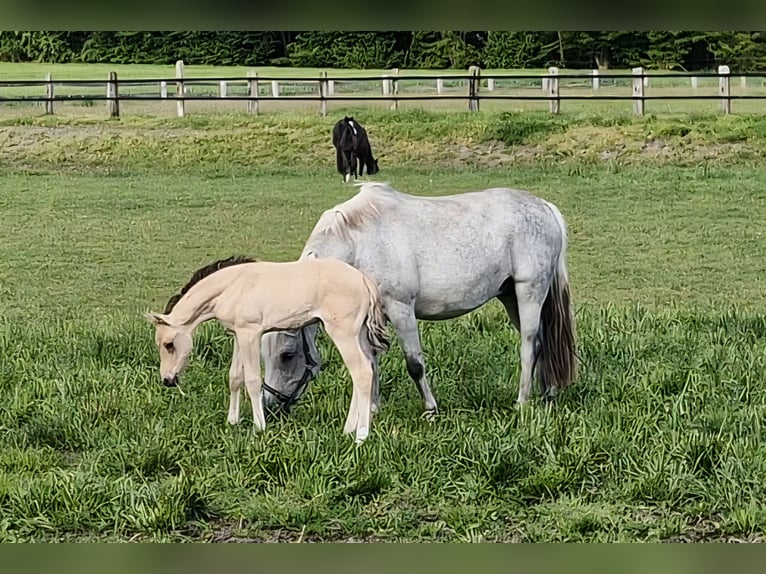 Pony tedesco Giumenta Puledri (04/2026) 146 cm Falbo baio in Bramsche