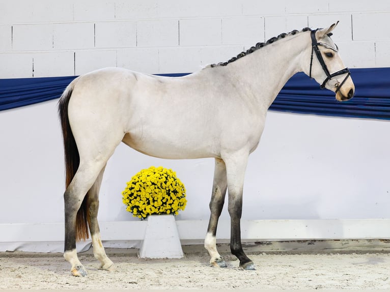 Pony tedesco Giumenta Puledri (04/2025) 147 cm Falbo in Marsberg
