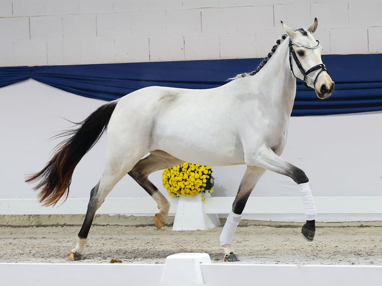 Pony tedesco Giumenta Puledri (04/2025) 147 cm Falbo in Marsberg