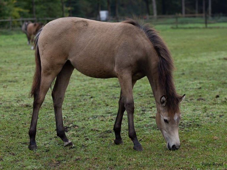 Pony tedesco Giumenta Puledri (03/2025) 147 cm Pelle di daino in Ostbevern