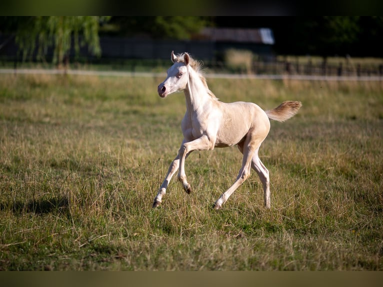 Pony tedesco Giumenta Puledri (04/2025) 147 cm Perlino in Pelt