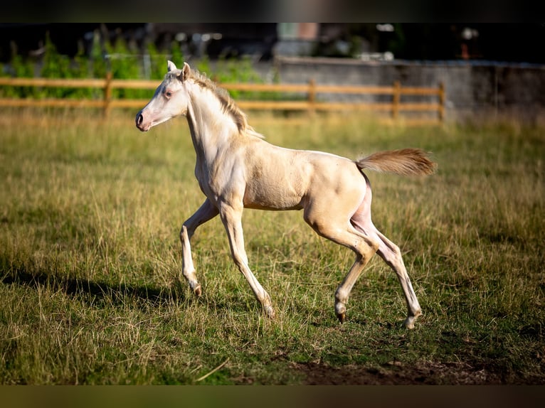Pony tedesco Giumenta Puledri (04/2025) 147 cm Perlino in Pelt