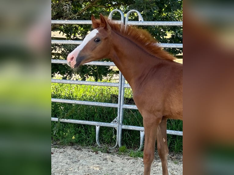 Pony tedesco Giumenta Puledri
 (04/2024) 147 cm Sauro in Grevenbroich