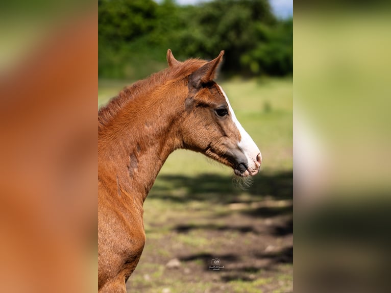 Pony tedesco Giumenta Puledri
 (04/2024) 147 cm Sauro in Grevenbroich