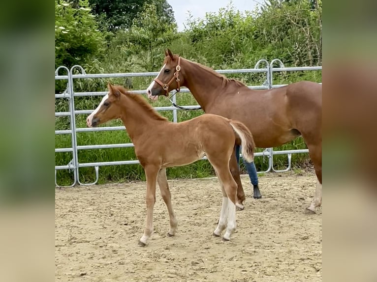 Pony tedesco Giumenta Puledri
 (04/2024) 147 cm Sauro in Grevenbroich