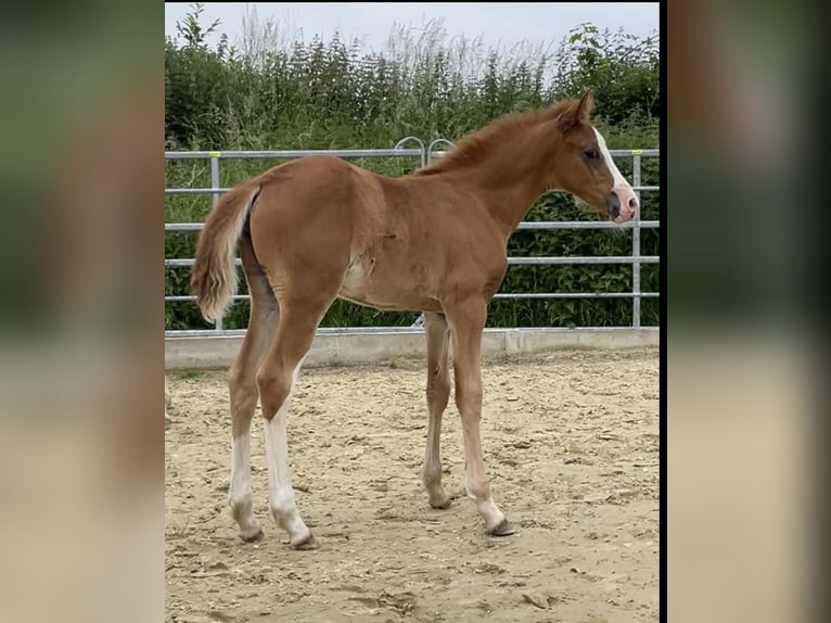 Pony tedesco Giumenta Puledri
 (04/2024) 147 cm Sauro in Grevenbroich