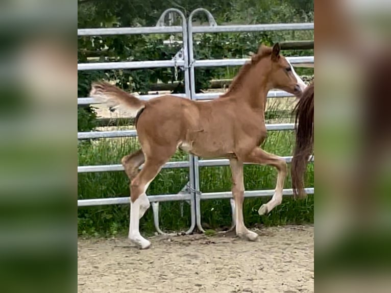 Pony tedesco Giumenta Puledri
 (04/2024) 147 cm Sauro in Grevenbroich